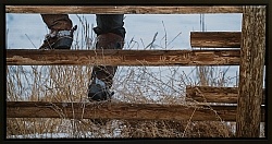 Sittin on the Fence 31 x 13.5 Canvas wrap Espresso Frame LE to 40  750.00