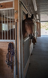 Stall with Horse