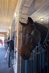 Stall with Horse