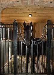 Stall with Horse
