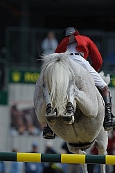 Alltech WEG Show Jumping Leg Protection Jumpers