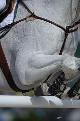 Alltech WEG Show Jumping Leg Protection Jumpers