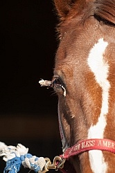 Removal of Stick From Eye