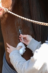 Removal of Stick From Eye