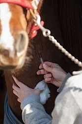 Removal of Stick From Eye