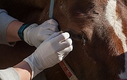 Removal of Stick From Eye
