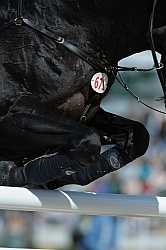 Alltech WEG Show Jumping Leg Protection Jumpers