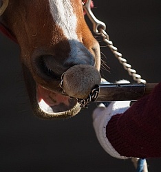 Removal of Stick From Eye