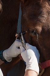 Removal of Stick From Eye