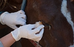 Removal of Stick From Eye