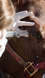 Removal of Stick From Eye