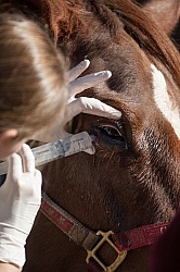 Removal of Stick From Eye