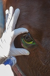 Removal of Stick From Eye