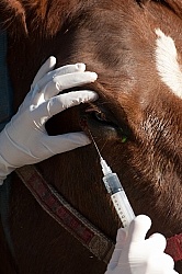 Removal of Stick From Eye