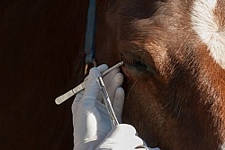 Removal of Stick From Eye