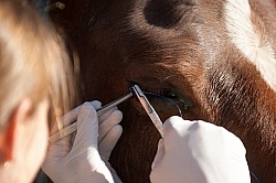 Removal of Stick From Eye