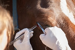 Removal of Stick From Eye