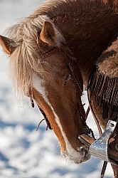 Winter Riding Western Vertical