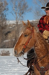 Winter Riding Western Vertical