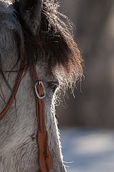 Qarter Horse Ridden in Winter