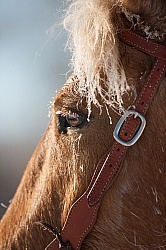 Hideout Ranch Winter Workshop