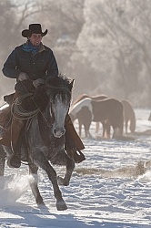 Qarter Horse Ridden in Winter