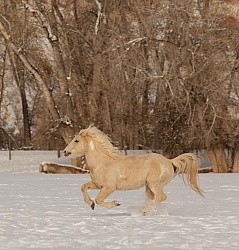 Mustang Free Running Winter