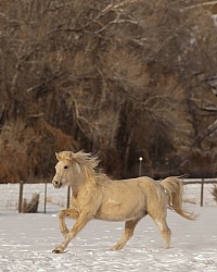 Mustang Free Running Winter