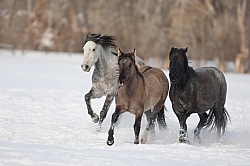 Mustang Free Running Winter