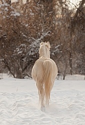 Mustang Free Running Winter