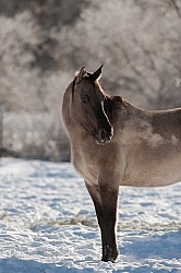 Mustang Free Running Winter