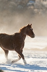Mustang Free Running Winter