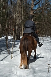 Winter Trail Riding Vertical