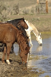 Drinking Water from the River