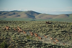 Working Ranch Horse