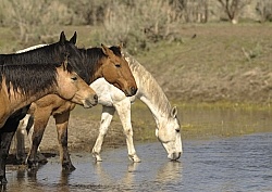 Drinking Water from the River