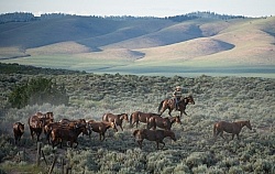 Working Ranch Horse