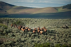 Working Ranch Horse