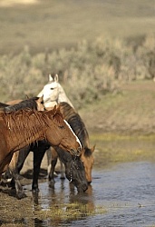 Drinking Water from the River