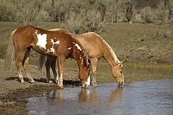 Drinking Water from the River