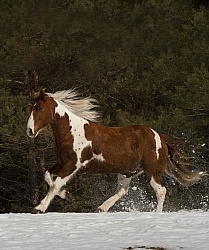  Winter Free Running Vertical