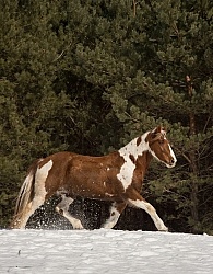  Winter Free Running Vertical
