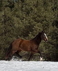 Winter Free Running Vertical