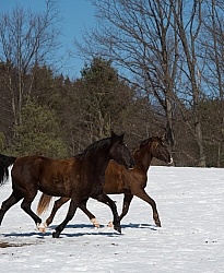 Winter Free Running Vertical