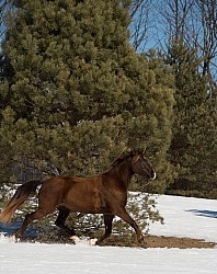  Winter Free Running Vertical