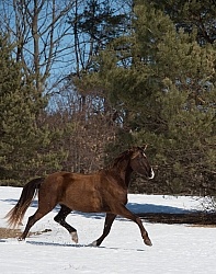 Winter Free Running Vertical