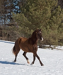 Winter Free Running Vertical
