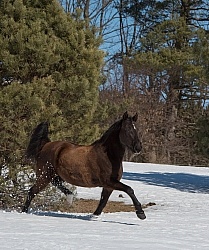  Winter Free Running Vertical