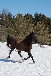  Winter Free Running Vertical