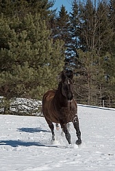  Winter Free Running Vertical